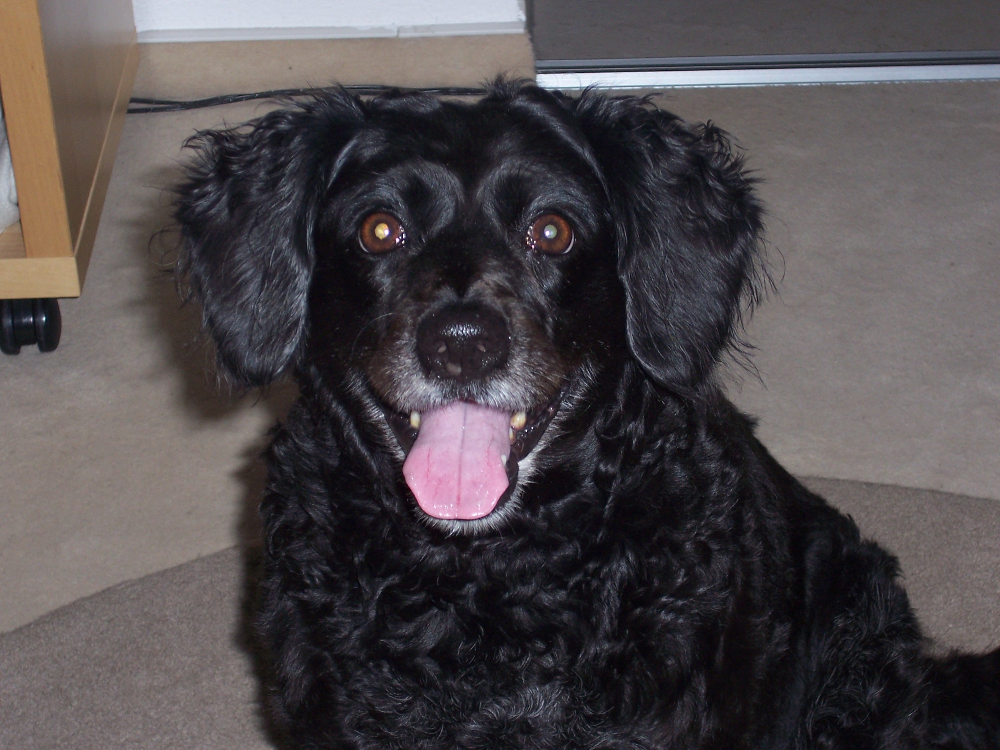 Sandy (Cocker Spaniel, Pudel) Cocker Spaniel Pudel 